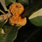 Quercus chrysolepis (Fagaceae) - fruit - lateral or general close-up