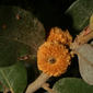 Quercus chrysolepis (Fagaceae) - fruit - lateral or general close-up