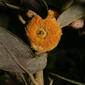 Quercus chrysolepis (Fagaceae) - fruit - lateral or general close-up