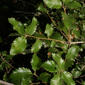 Quercus chrysolepis (Fagaceae) - leaf - showing orientation on twig
