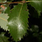 Quercus chrysolepis (Fagaceae) - leaf - whole upper surface