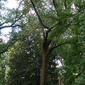 Quercus velutina (Fagaceae) - whole tree (or vine) - general