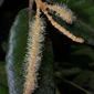 Lithocarpus densiflorus (Fagaceae) - inflorescence - whole - male