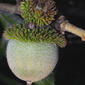 Lithocarpus densiflorus (Fagaceae) - fruit - lateral or general close-up
