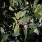 Lithocarpus densiflorus (Fagaceae) - leaf - showing orientation on twig