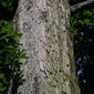 Quercus alba (Fagaceae) - bark - of a large tree