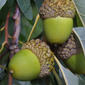 Quercus alba (Fagaceae) - fruit - as borne on the plant