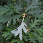 Quercus alba (Fagaceae) - leaf - showing orientation on twig