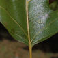 Quercus falcata (Fagaceae) - leaf - unspecified