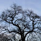 Quercus falcata (Fagaceae) - whole tree (or vine) - winter