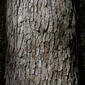 Quercus lyrata (Fagaceae) - bark - of a large tree