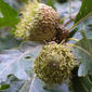 Quercus macrocarpa (Fagaceae) - fruit - as borne on the plant