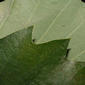 Quercus muehlenbergii (Fagaceae) - leaf - margin of upper + lower surface