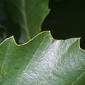 Quercus muehlenbergii (Fagaceae) - leaf - margin of upper + lower surface