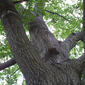 Quercus nigra (Fagaceae) - whole tree (or vine) - view up trunk