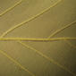 Quercus montana (Fagaceae) - leaf - margin of upper + lower surface