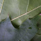 Quercus rubra (Fagaceae) - leaf - margin of upper + lower surface