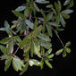 Quercus imbricaria (Fagaceae) - leaf - showing orientation on twig