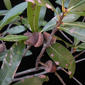 Quercus imbricaria (Fagaceae) - fruit - as borne on the plant