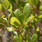 Quercus myrtifolia (Fagaceae) - leaf - showing orientation on twig