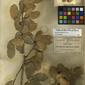 Herbarium Specimen Image