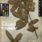 Herbarium Specimen Image