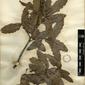 Herbarium Specimen Image