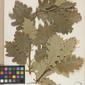 Herbarium Specimen Image