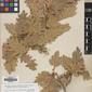 Herbarium Specimen Image