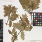 Herbarium Specimen Image