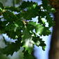Quercus faginea Lam.       subsp. faginea / quejigo.