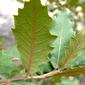 Arizona-Oak-leaves