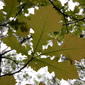 Bur oak leaves near Two Harbors MN