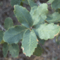 Arizona-Oak-leaves