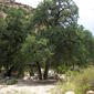 Quercus oblongifolia