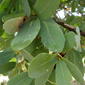 Quercus oblongifolia