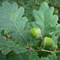 Quercus robur - tammi