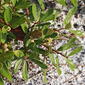 Running Oak (Quercus pumila)