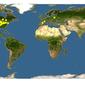 Discover Life: Point Map of Quercus ellipsoidalis