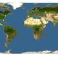 Discover Life: Point Map of Quercus polymorpha