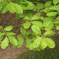 Foliage - close-up