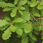 Foliage - close-up