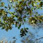 6b. California black oak leaves