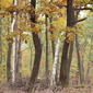 Quercus pubescens - Downy oak forest (47°54' N 16°27' E)