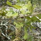 Quercus marilandica