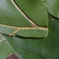 Quercus coccinea (Fagaceae) - leaf - margin of upper + lower surface